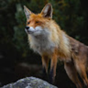 Meet your Posher, Aj